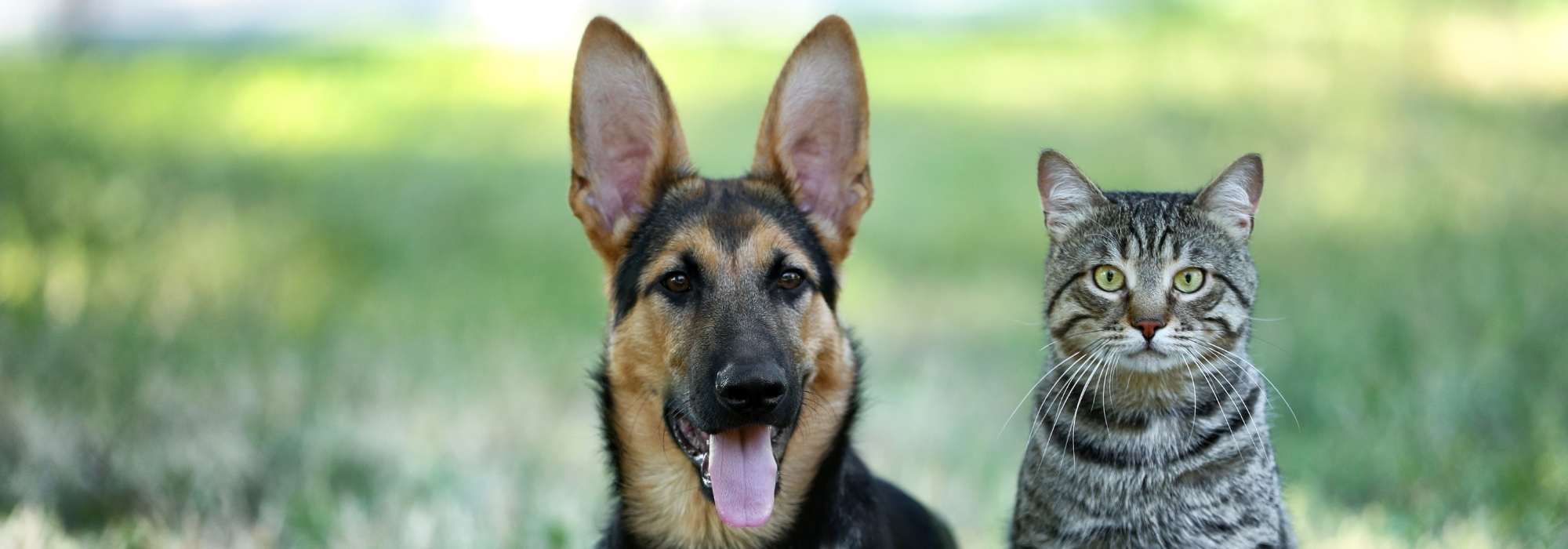 Praxis für klassische Tierhomöopathie und Verhaltenstherapie (Hund & Katze)